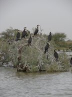 thumbs/Senegal Parc du Djoudj 084.JPG